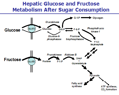 metabolism after sugar consumption